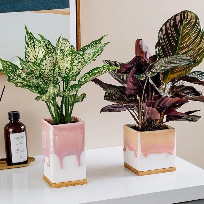 ombre plant pots Planter Pot with Drainage, Plant Pot, Succulent Planter, Pink Planters, Wood Base, Planter with Tray, 4 inch, 5 inch, Gradient Ombré, White